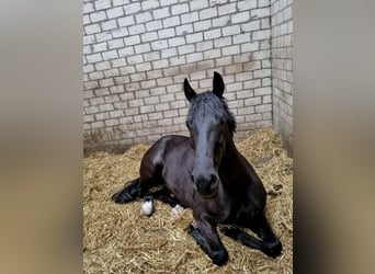 Westfaal, Merrie, 7 Jaar, 166 cm, Zwartbruin