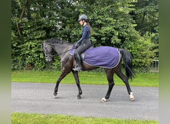 Westfaal, Merrie, 7 Jaar, 166 cm, Zwartbruin