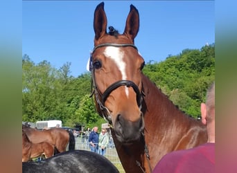 Westfaal, Merrie, 7 Jaar, 167 cm, Bruin