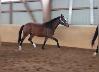 Westfaal, Merrie, 7 Jaar, 167 cm, Bruin