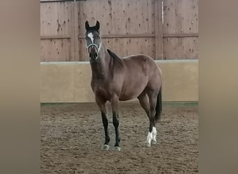 Westfaal, Merrie, 7 Jaar, 167 cm, Bruin