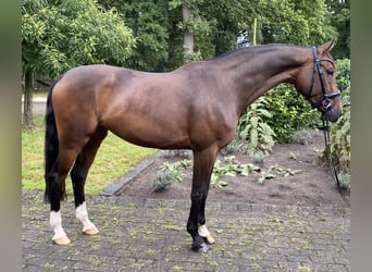 Westfaal, Merrie, 7 Jaar, 167 cm, Bruin