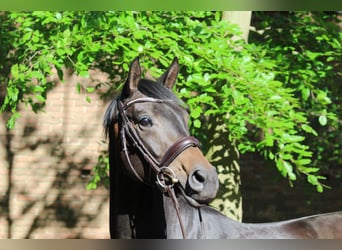 Westfaal, Merrie, 7 Jaar, 167 cm, Donkerbruin