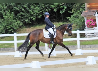 Westfaal, Merrie, 7 Jaar, 167 cm, Donkerbruin