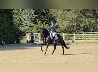 Westfaal, Merrie, 7 Jaar, 167 cm, Donkerbruin