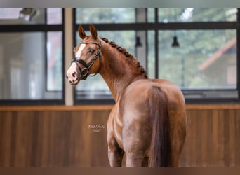 Westfaal, Merrie, 7 Jaar, 167 cm, Vos