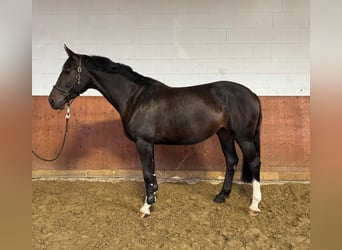 Westfaal, Merrie, 7 Jaar, 167 cm, Zwartbruin