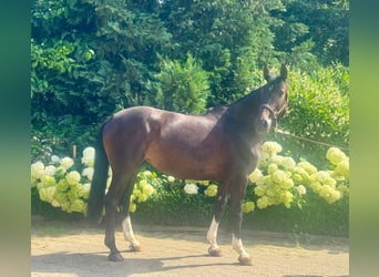 Westfaal, Merrie, 7 Jaar, 167 cm, Zwartbruin