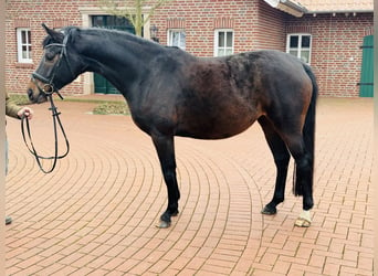 Westfaal, Merrie, 7 Jaar, 168 cm, Bruin