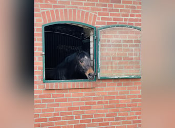 Westfaal, Merrie, 7 Jaar, 168 cm, Bruin