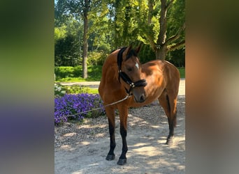 Westfaal, Merrie, 7 Jaar, 168 cm, Bruin