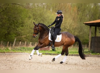 Westfaal, Merrie, 7 Jaar, 168 cm, Donkerbruin