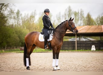 Westfaal, Merrie, 7 Jaar, 168 cm, Donkerbruin