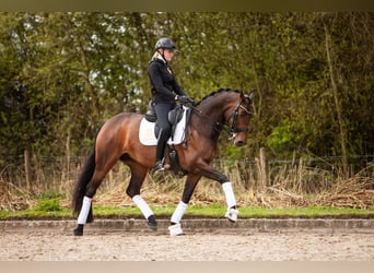 Westfaal, Merrie, 7 Jaar, 168 cm, Donkerbruin