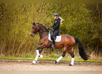 Westfaal, Merrie, 7 Jaar, 168 cm, Donkerbruin