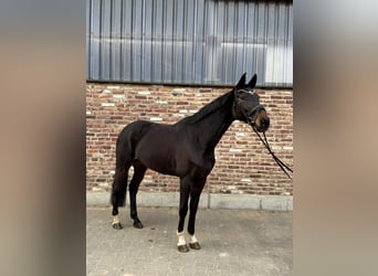 Westfaal, Merrie, 7 Jaar, 168 cm, Donkerbruin