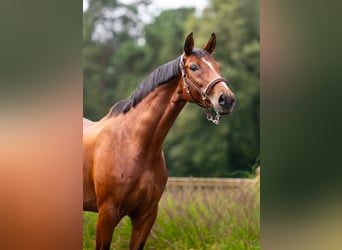 Westfaal, Merrie, 7 Jaar, 168 cm, Roodbruin