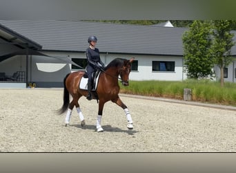 Westfaal, Merrie, 7 Jaar, 168 cm, Roodbruin