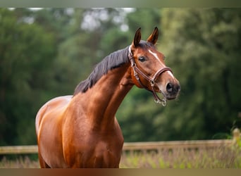 Westfaal, Merrie, 7 Jaar, 168 cm, Roodbruin