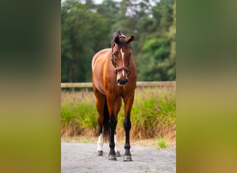 Westfaal, Merrie, 7 Jaar, 168 cm, Roodbruin