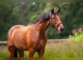 Westfaal, Merrie, 7 Jaar, 168 cm, Roodbruin