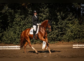 Westfaal, Merrie, 7 Jaar, 168 cm, Vos
