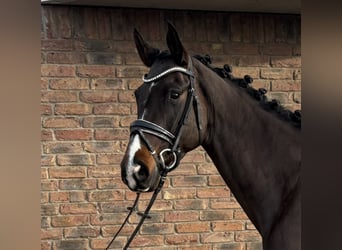 Westfaal, Merrie, 7 Jaar, 168 cm, Zwartbruin