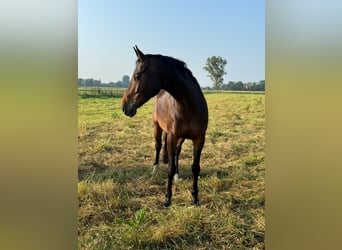 Westfaal, Merrie, 7 Jaar, 170 cm, Brauner