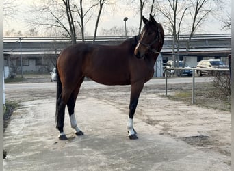 Westfaal, Merrie, 7 Jaar, 170 cm, Bruin