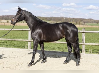 Westfaal, Merrie, 7 Jaar, 170 cm, Donkerbruin