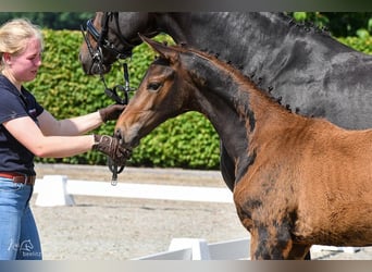 Westfaal, Merrie, 7 Jaar, 170 cm, Donkerbruin