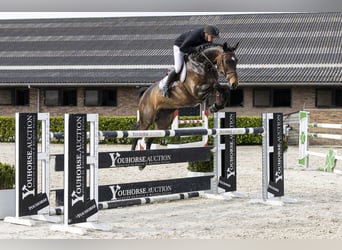 Westfaal, Merrie, 7 Jaar, 170 cm