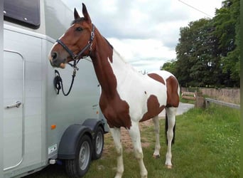 Westfaal, Merrie, 7 Jaar, 171 cm, Gevlekt-paard