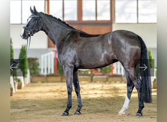 Westfaal, Merrie, 7 Jaar, 171 cm, Zwartbruin