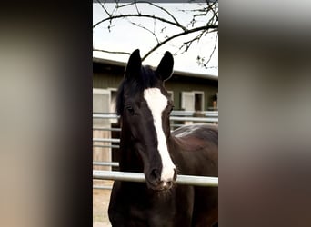 Westfaal, Merrie, 7 Jaar, 171 cm, Zwartbruin