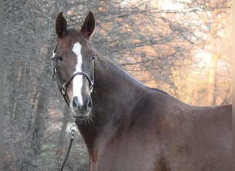 Westfaal, Merrie, 7 Jaar, 172 cm, Vos