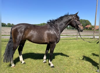 Westfaal, Merrie, 7 Jaar, 172 cm, Zwartbruin