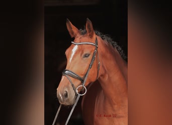 Westfaal, Merrie, 7 Jaar, 173 cm, Bruin