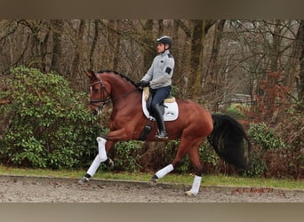 Westfaal, Merrie, 7 Jaar, 173 cm, Bruin
