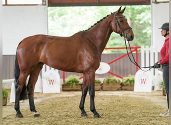 Westfaal, Merrie, 7 Jaar, 173 cm, Bruin
