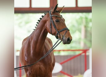 Westfaal, Merrie, 7 Jaar, 173 cm, Bruin