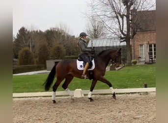 Westfaal, Merrie, 7 Jaar, 173 cm, Donkerbruin