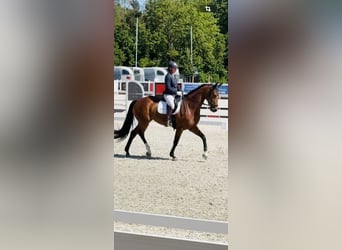 Westfaal, Merrie, 7 Jaar, 174 cm, Bruin