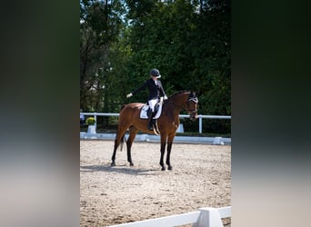 Westfaal, Merrie, 7 Jaar, 174 cm