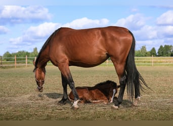 Westfaal, Merrie, 7 Jaar, 175 cm, Bruin