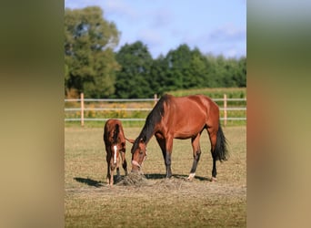Westfaal, Merrie, 7 Jaar, 175 cm, Bruin