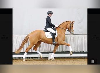 Westfaal, Merrie, 7 Jaar, 178 cm, Vos