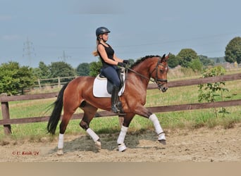 Westfaal, Merrie, 7 Jaar, Bruin