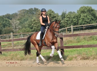 Westfaal, Merrie, 7 Jaar, Bruin