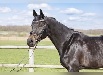 Westfaal, Merrie, 7 Jaar, Donkerbruin